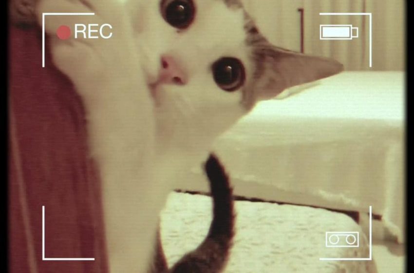  Gato estrela clipe de banda recifense