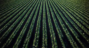 Em 2021, competitividade do agronegócio brasileiro exige redes LPWAN para conectar o campo ao ERP 