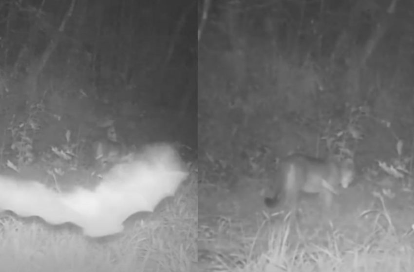  Parque das Neblinas registra novos flagras do bioma local com interações curiosas