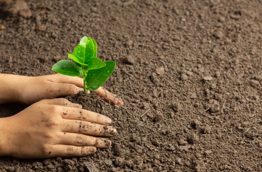  Projeto do fotógrafo Pablo Roniere quer plantar 5 mil árvores até 2025