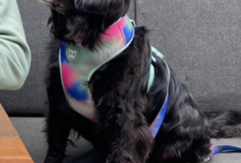  Empresa promove ação com cachorro abandonado no Dia Mundial do Cão