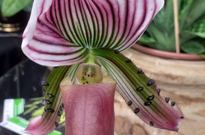  São Paulo terá oficinas gratuitas para cultivadores de orquídeas