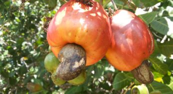 Caju: na UFPE, disciplina de Tecnologia de Alimentos, cria pratos com uso da fruta