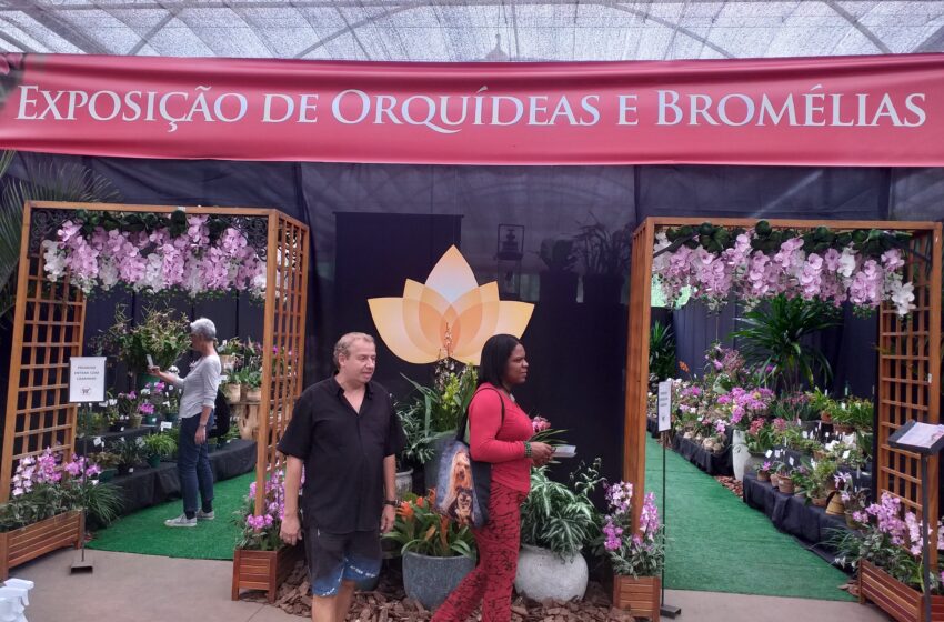  Fim de semana paulista tem exposição e palestras gratuitas sobre orquídeas