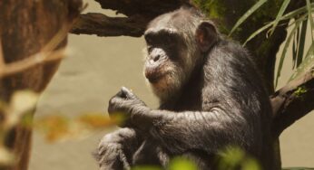 Parque Dois Irmãos no Recife abriga Sena, o chimpazé mais velho do Brasil [COM VÍDEO]