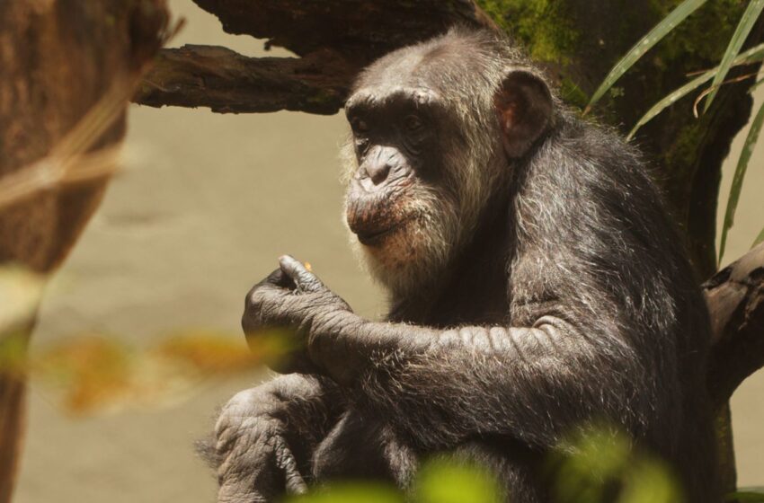  Parque Dois Irmãos no Recife abriga Sena, o chimpazé mais velho do Brasil [COM VÍDEO]