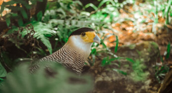 Você já viu um carcará, ave de rapina bastante conhecida no sertão brasileiro?