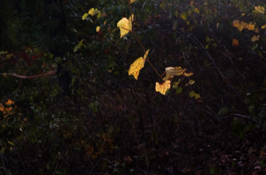  Arte-Circuito Jardim Europa democratiza acesso à arte na capital paulista
