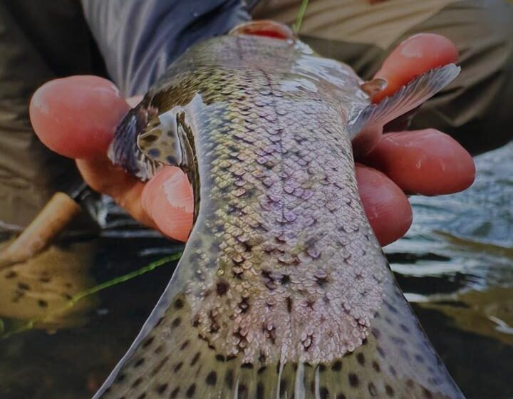  Documentário brasileiro sobre a pesca da truta vence Festival na Espanha