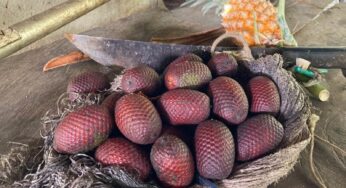 Conhecimento sobre frutas amazônicas pode ajudar a combater desnutrição e a manter a floresta em pé