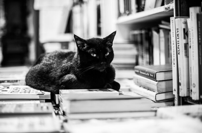  Autor A. R. dos Santos lança livro de poesia sobre a fauna