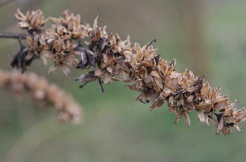  Flores secas se mostram alternativas práticas para decoração