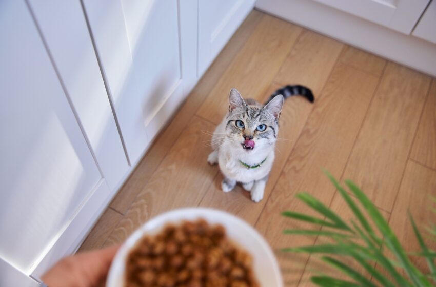  Hill’s apresenta SD Cuidado Urinário e Controle de Bolas de Pelo para felinos