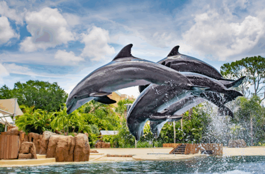  Brasileiros compram mais ingressos para parques na Flórida