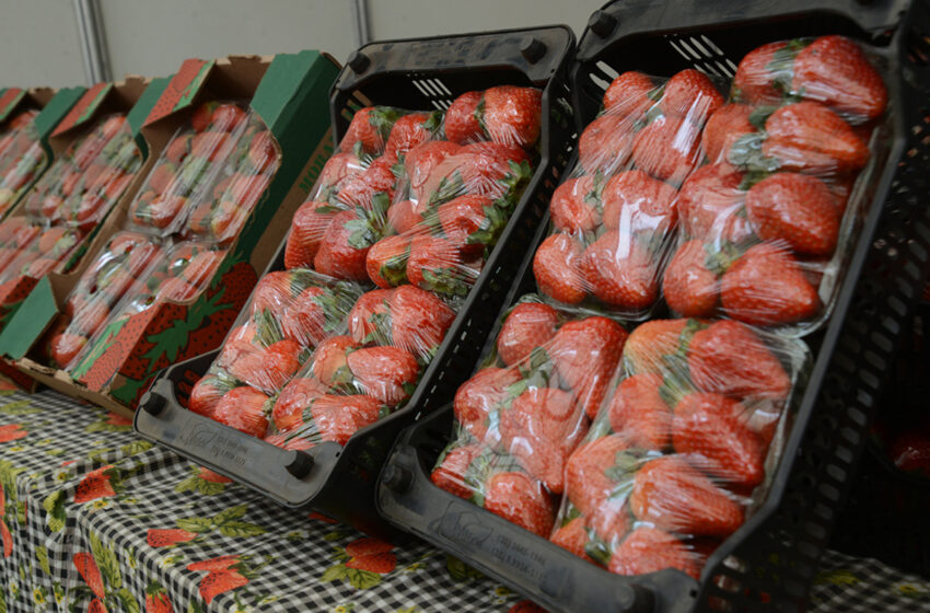  Festa de Flores e Morangos de Atibaia celebra sua 43ª edição