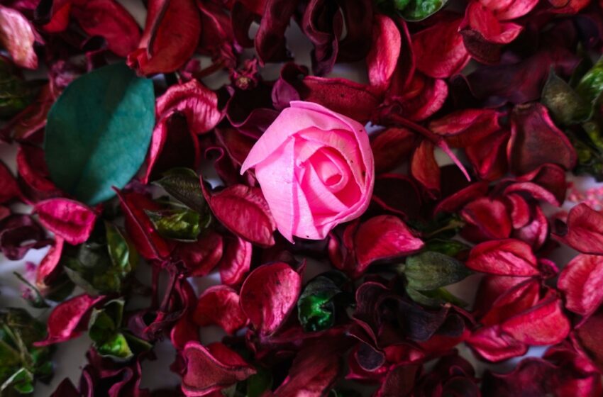  Ação do caminhão da Giuliana Flores repercute entre consumidores e celebridades