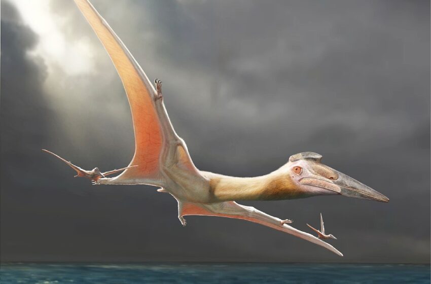  Pterossauro é descoberto no Oriente Médio por cientistas sírios e brasileiros