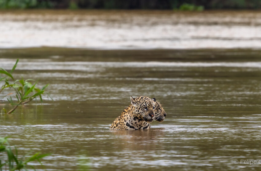  Felipe Cuoco amplia projeto sobre o bioma pantaneiro