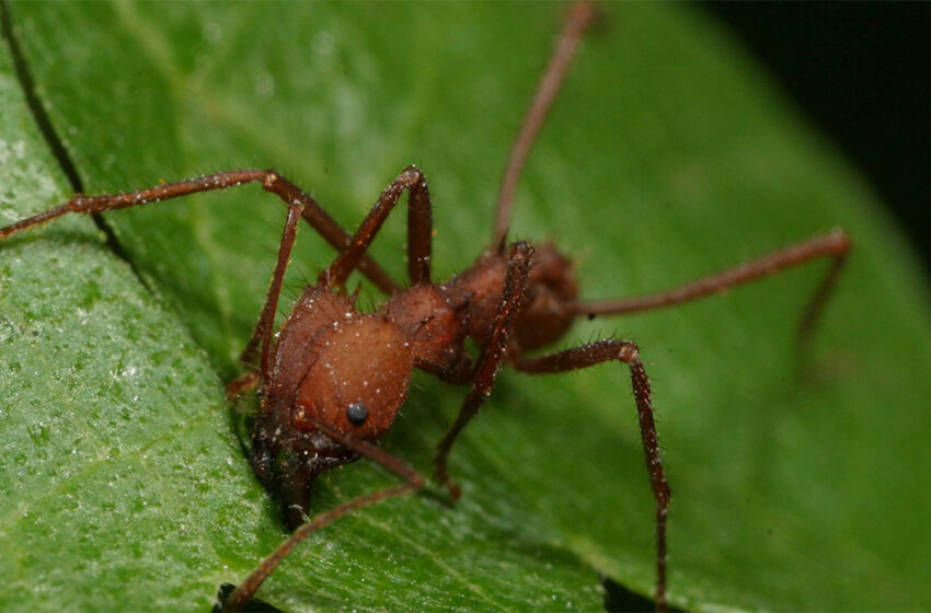  Formigas com “jet lag”: pesquisa mostra em insetos comportamento semelhante ao de humanos